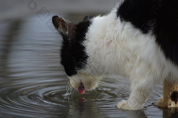 猫喝水水坑