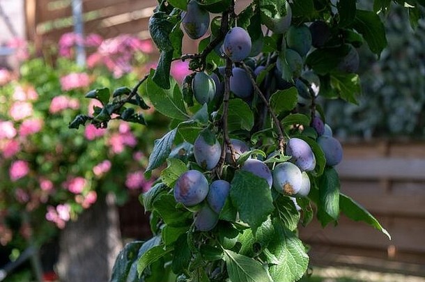 许多成熟的蓝李子沉重地挂在树枝上，随时可以摘下。