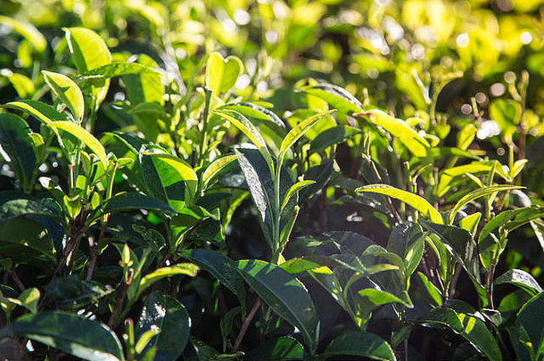 早上在茶园里种绿茶。特写绿茶。