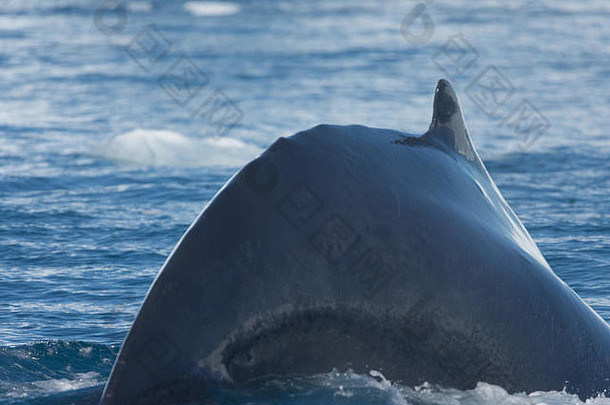 座头鲸鲸鱼愉快地喂养丰富的冰川水域巨大的冰山口冰峡湾格陵兰岛