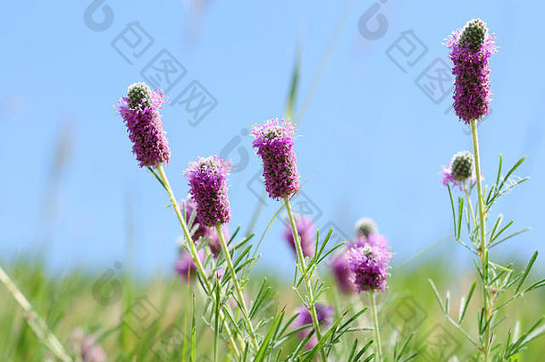 野花科罗拉多州紫色的草原三叶草花Dalea紫竹