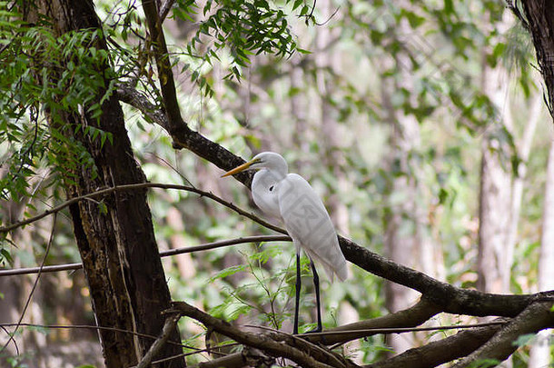 肯尼亚蒙巴萨一公园雨林中的白鹭