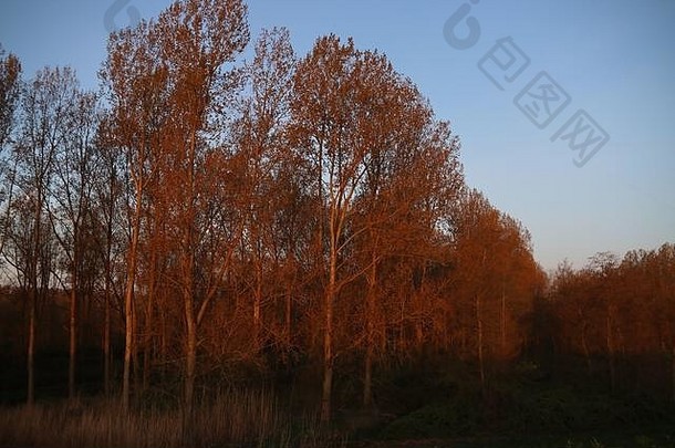 不断上升的太阳早....照树圩hollandsche艾瑟尔公园希特兰