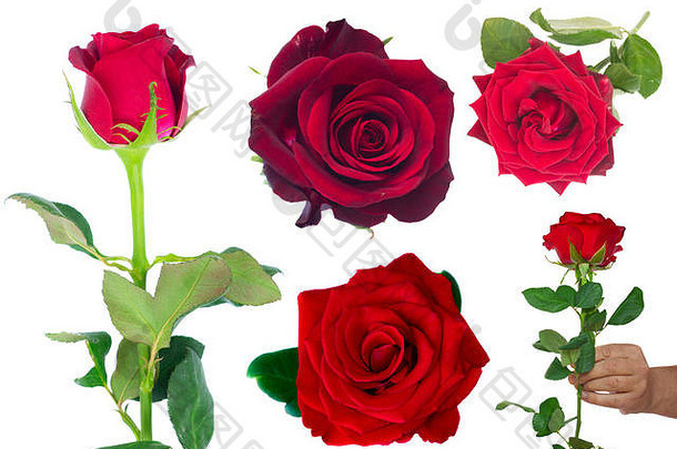 一束盛开的深红色玫瑰插在花瓶里