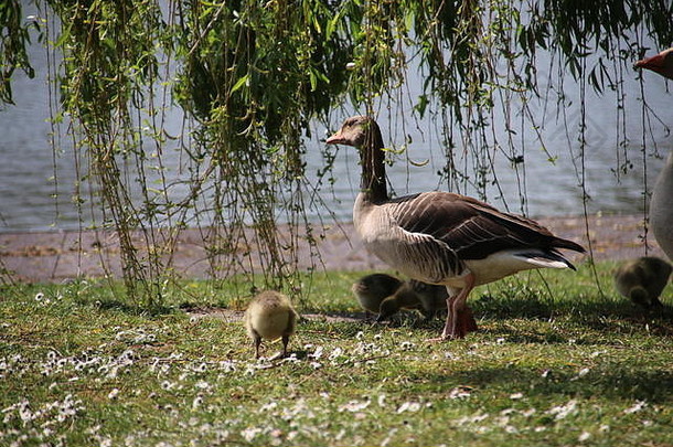 鹿特丹一片草地上的灰鹅和小鸡