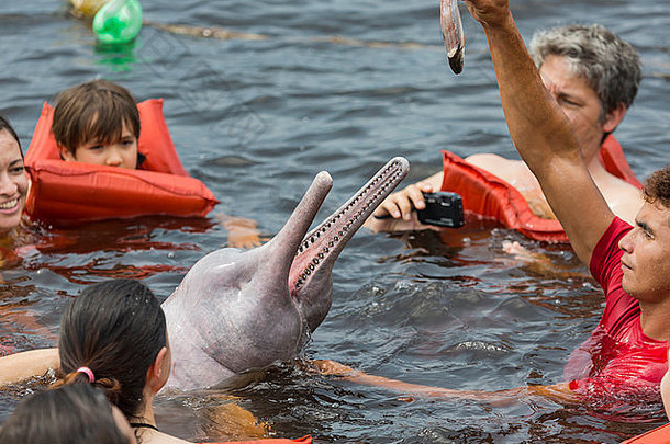 亚马逊河，巴西，马瑙斯——2013年10月17日：人们在巴西亚马逊河喂养著名的粉红海豚（Boto Rosa）。