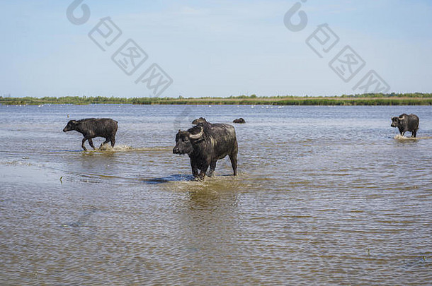 这群7头水牛被放归乌克兰多瑙河三角洲的埃尔马科夫岛。这些动物是通过“倒带”从跨喀尔巴阡带来的