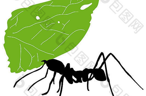 切叶蚁，八棘顶白蚁，在白色背景前携带叶子。
