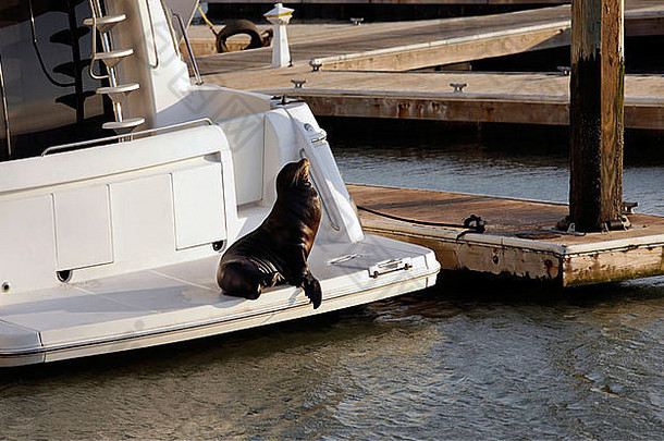 在游艇上休息的海狮。加利福尼亚旧金山