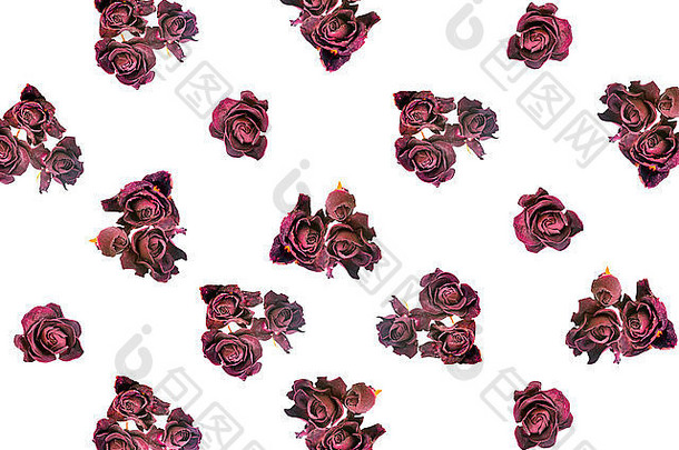 美丽的干红黑玫瑰像背景一样被隔离在白色的特写镜头上