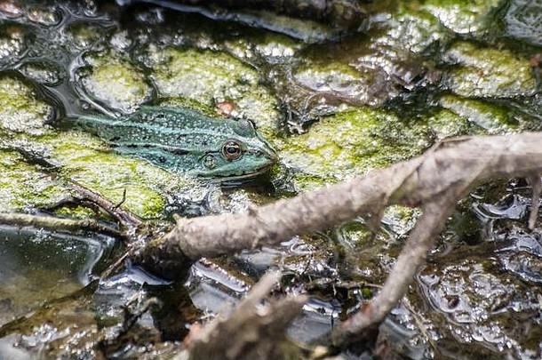 在阳光明媚的<strong>夏日</strong>，绿色的青蛙在池塘里<strong>游泳</strong>