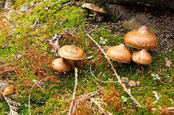 inocybe拉塞拉撕裂fibrecap蘑菇日益增长的莫斯混合落叶针叶树树牛河桑德斯县蒙大拿