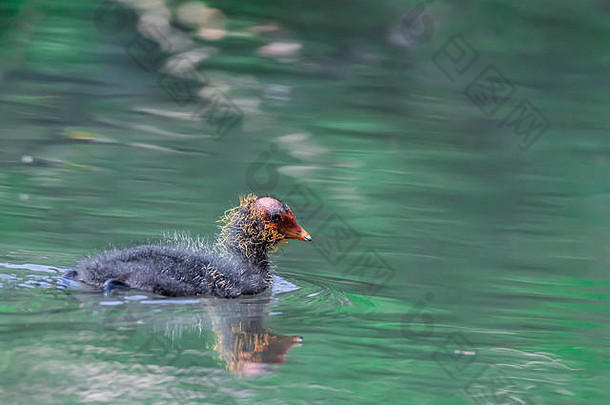 可爱的毛茸茸的傻瓜小鸡游泳池塘绿色水英国野生动物春天生活春天明亮的充满活力的图像复制空间