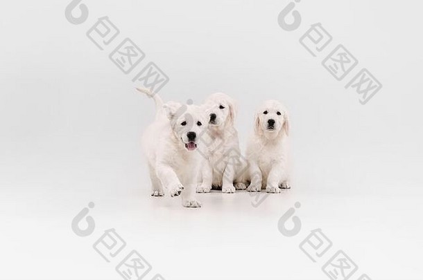 英国奶油金色猎犬摆姿势。可爱的顽皮小狗或纯种宠物在白色背景下看起来既顽皮又可爱。运动的概念，动作，运动，狗和宠物的爱。空间。