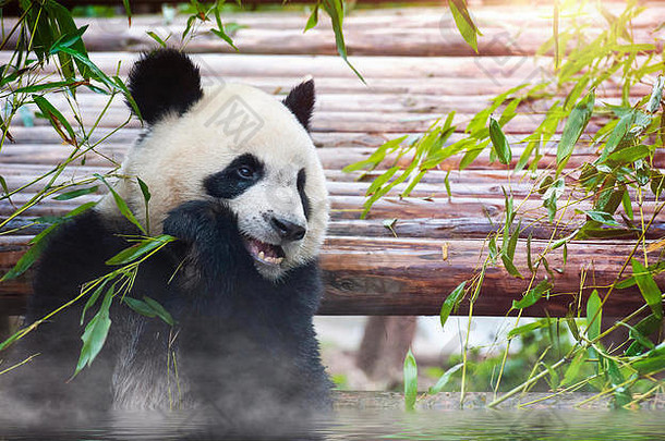 大熊猫在阳光下洗澡和吃竹子