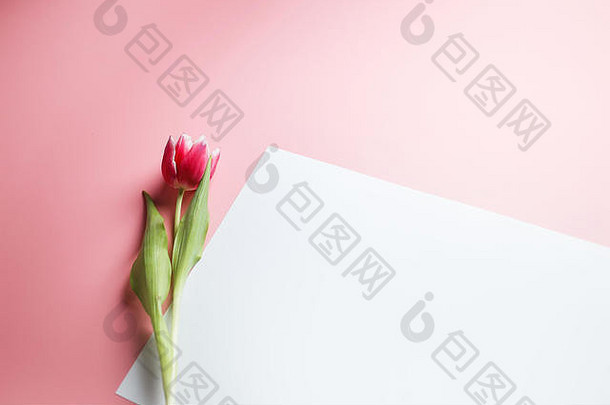 粉色背景上的精致粉色郁金香，可放置文字。祝贺或庆祝3月8日母亲节（2月14日）的背景，
