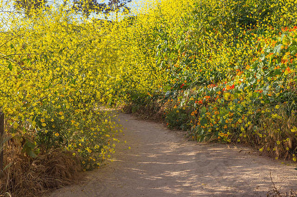 一个春天的早晨，沿着海岸小路拍摄的野花。美国加利福尼亚州拉霍拉。