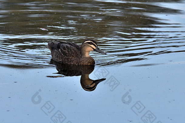 一种澳大利亚昆士兰太平洋黑鸭（长尾鸭），生活在泻湖中
