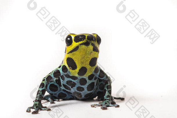 齐默尔曼毒蛙（Ranitomeya variabilis）很小，但非常美丽。它依靠毒素来保护自己免受捕食者的攻击。
