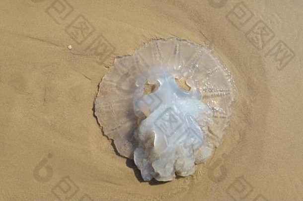 水母季节概念图像rhopilemanomadica水母地中海海蠕丝有毒<strong>的</strong>刺细胞