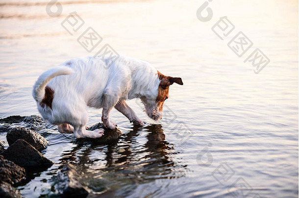 狗抓着水面在河里找鱼