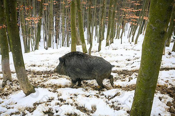 一头野猪站在森林里被雪覆盖的泥泞中。
