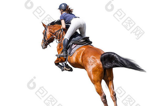 女马骑手跳障碍孤立的白色背景马术体育运动设计元素