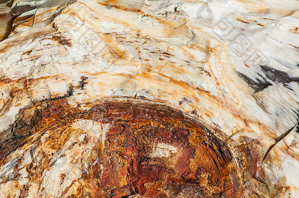 在美国华盛顿华帝城附近的银杏石化森林州立公园，原木的石化木材变成了石头