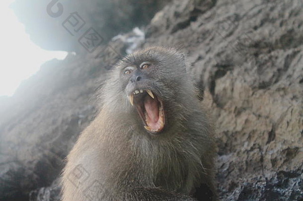 猴子短尾猿打呵欠显示牙齿背景岩石泰国