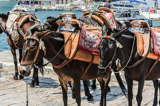 在希腊萨罗尼克群岛的海德拉岛，炎热的夏日阳光明媚的日子里，驴子汽车正在港口等待游客来运送驴子，而不是汽车