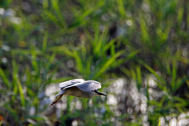 克罗地亚Lonjsko polje的夜鹭