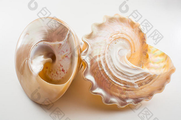 美丽的热带海贝壳白色珍珠圆锥形螺壳泰克图斯niloticus孤立的关闭