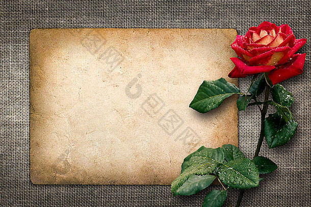 卡邀请祝贺红色的玫瑰古董风格