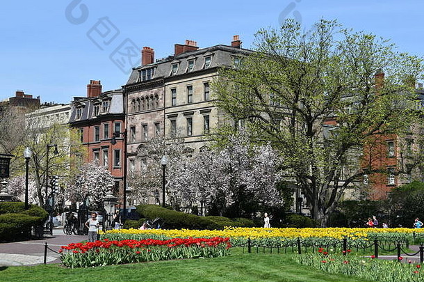 美国马萨诸塞州波士顿市，春天，波士顿公共花园里的郁金香