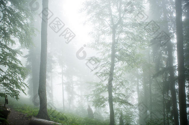 图片多雾的森林树