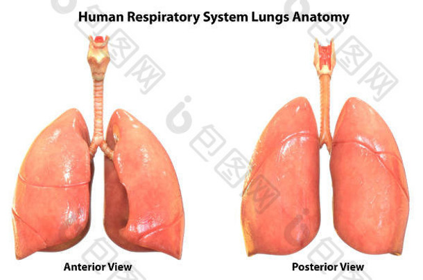 人类呼吸系统肺解剖学