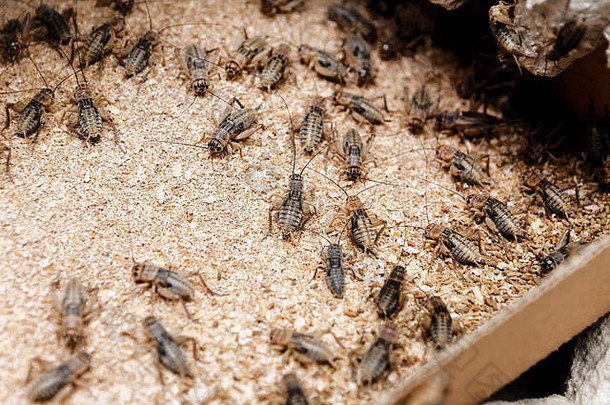许多昆虫以蟋蟀和蛋白质为食物