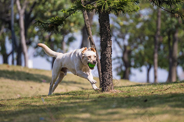 在草地上玩耍的拉布拉多猎犬