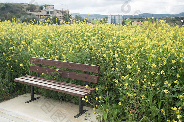 长凳和油菜田景观，波利斯，塞浦路斯