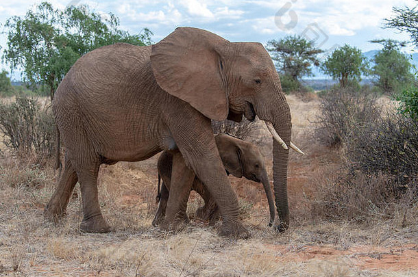 非洲婴儿布什大象loxodanta非洲肯尼亚