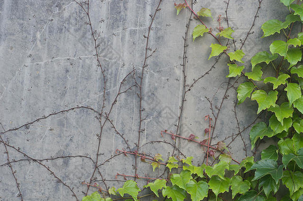 灰墙背景纹理上的绿色常春藤叶子