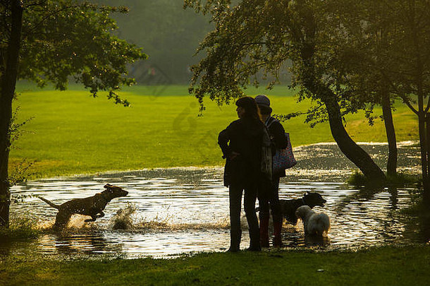 伦敦的山洪暴发形成了一个游泳池，供狗在伦敦公园玩耍