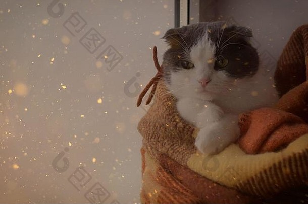 猫裹着暖和的格子布坐在窗台上