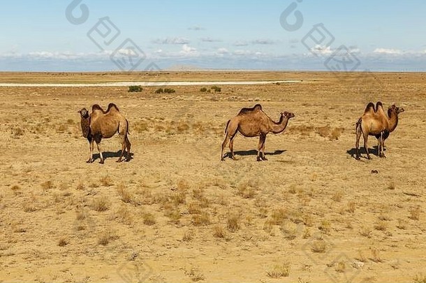 大夏的骆驼大草原哈萨克斯坦咸海区克孜勒奥尔达地区