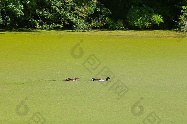 在克罗地亚的文科维奇，两只鸭子在绿绿的博苏特河中游泳，河上布满了海藻。