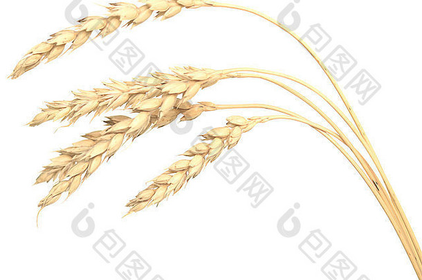 小麦孤立的白色