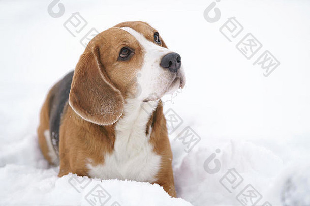 beagle dog户外<strong>冬季</strong>肖像，带有文字空间