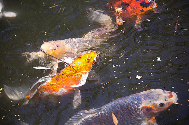 锦 鲤鲤属卡皮奥被称为nishikigoi游泳食物球团矿前水