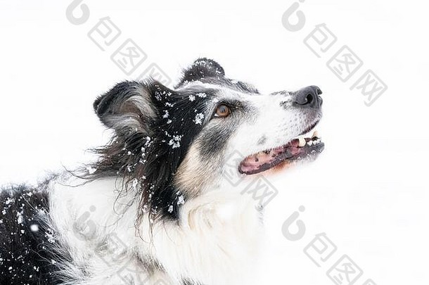 康沃尔郡的一场雪雨中，边境牧羊犬（犬科狼疮犬）在雪地里玩网球