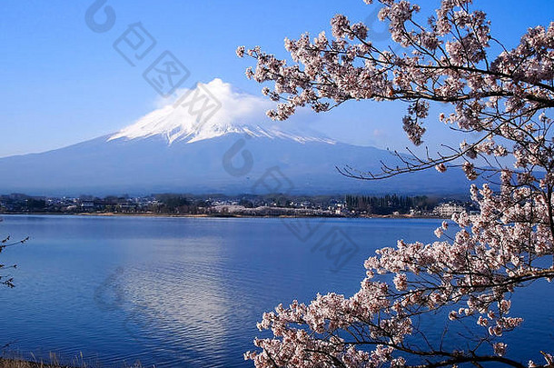 富士樱桃开花湖河口湖